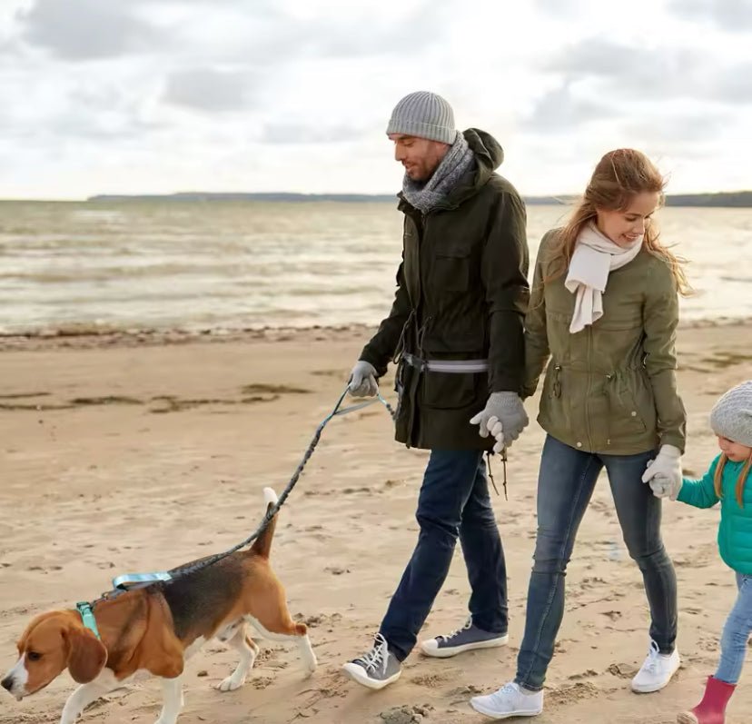 Hands Free Dog Lead For Running